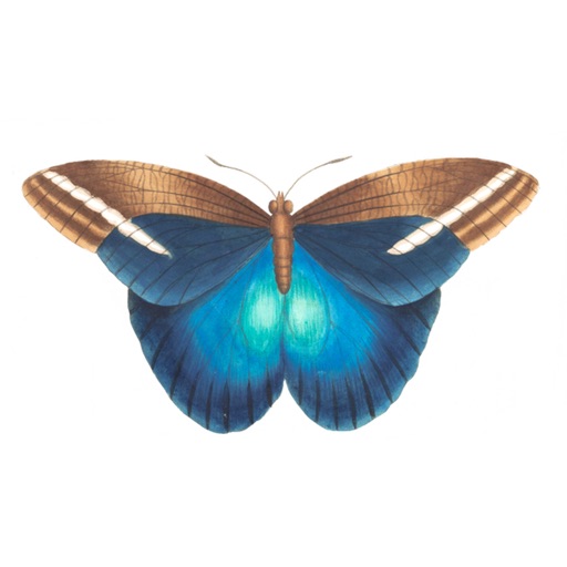 Butterflies Variety Pack icon