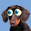 Googly Dachshund