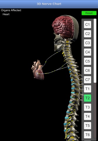 3D Nerve Chart screenshot 2