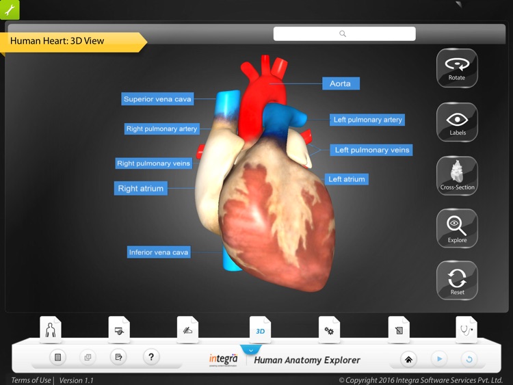 Human Anatomy Explorer - Circulatory System