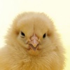 A Talking Chick