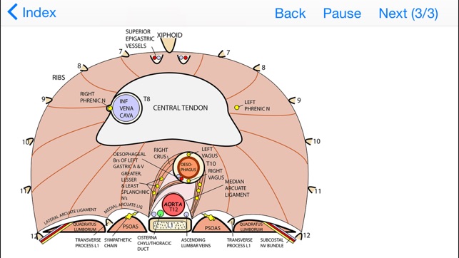 Easy Ways to Remember Tricky Areas of Anatomy(圖1)-速報App