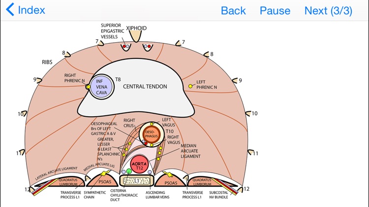 Easy Ways to Remember Tricky Areas of Anatomy