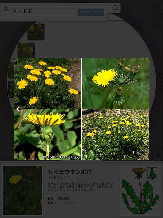 リング図鑑 《植物》