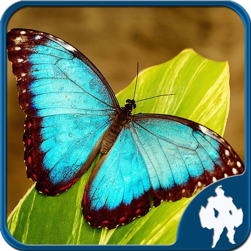 Butterfly Jigsaw Puzzle Game