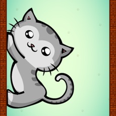 Activities of Spider Cats