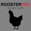 Rooster Sounds and Rooster Crowing