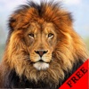 Lion Video and Photo Galleries FREE