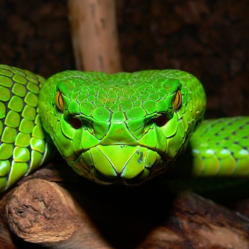 Snakes HD icon