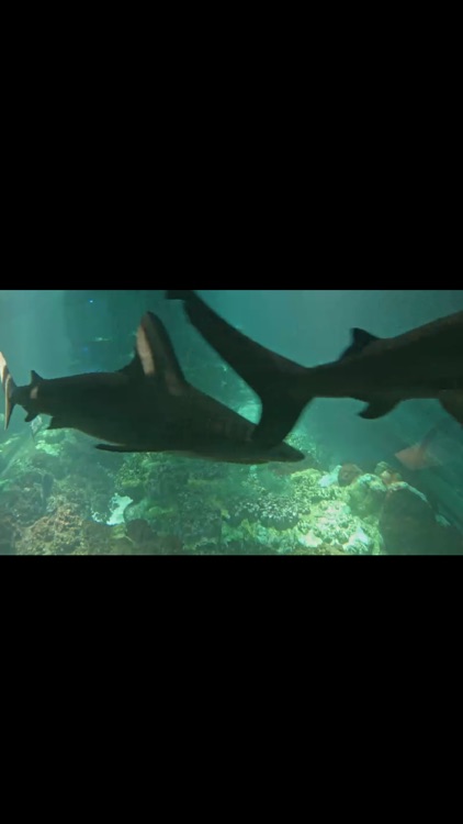 Watch Real Live Sharks screenshot-3