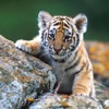 Wild Baby Animal Wallpapers HD- Quotes and Art