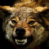 Angry Wolf Hunting Simulator A Real Safari