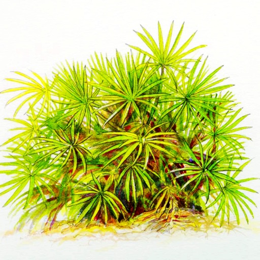 Saw Palmetto 101-Hair Loss Prevention and Regrowth icon