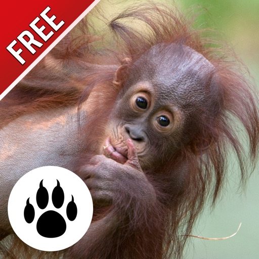 Forest & Jungle Animals Puzzle : Logic Game Free icon