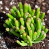 Succulents Plant for Beginners:Care Tips and Guide