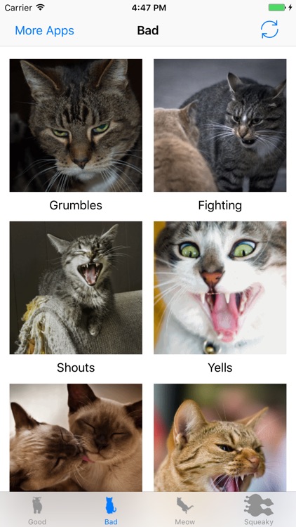 Cats sounds: real and fun sounds for cat lovers