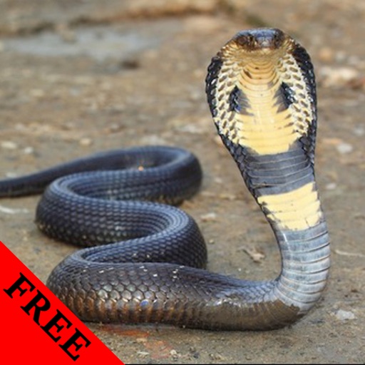 Snake Video and Photo Galleries FREE icon