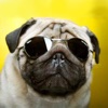 Pug Dog Sticker for iMessage