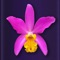 To make it even more fun your orchid collection deserves optimal organization
