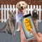 Training Pet Clicker