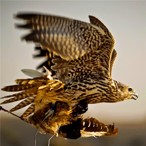 Falconry 101:Handbook and Training Guide