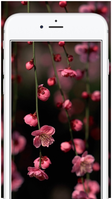 How to cancel & delete Cute Pink girly Wallpapers and backgrounds from iphone & ipad 4