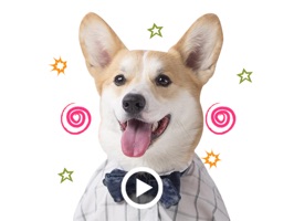 Say 'hello' to The Cutest Corgi Animated