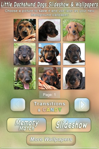 Little Dachshund Dogs - Slideshow & Wallpapers HD screenshot 2