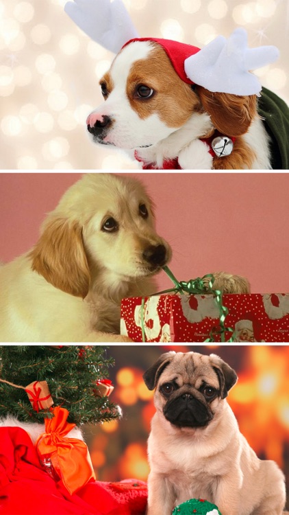 Cute Puppy Wallpapers - Little Dog's Paws Images screenshot-3