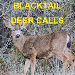 Blacktail Deer Calls Sounds for Deer Hunting