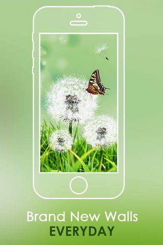 Butterfly HD Colorful Wallpapers | Backgrounds screenshot 4