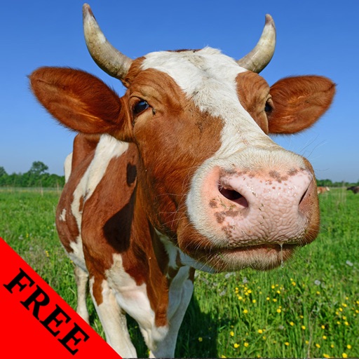 Cow Video and Photo Galleries FREE icon