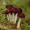 Mushrooms Encyclopedia is your guide with beautiful photos and detailed info