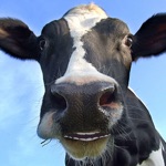 Talking Cow