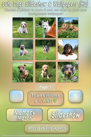 Cute Dogs Slideshow & Wallpapers (HD) screenshot 4