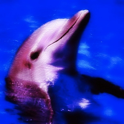 Dolphin Whistler Icon