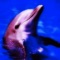 Dolphin Whistler