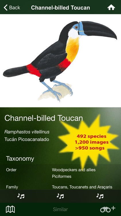 All Birds Trinidad and Tobago - a field guide