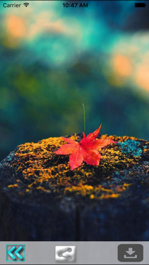 First Day Fall - Autumn HD Wallpapers(圖5)-速報App