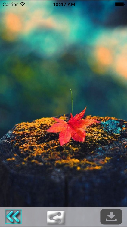 First Day Fall - Autumn HD Wallpapers screenshot-4