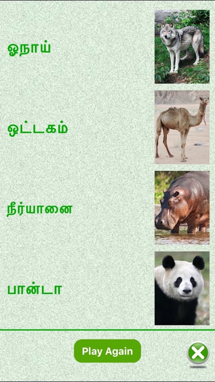 Flashcards Tamil Lesson screenshot-4