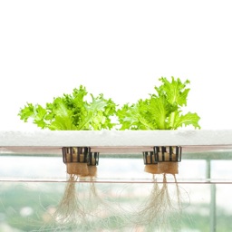 Hydroponics for Beginners-Growing Guide and Tips
