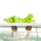 Want to DIY learn ALL about Hydroponics tips