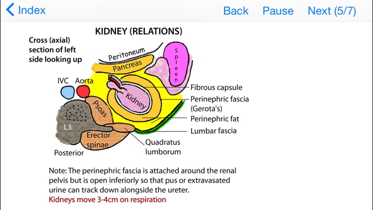 Easy Ways to Remember Tricky Areas of Anatomy screenshot-3
