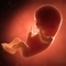 Fetal Development Week by Week Guide