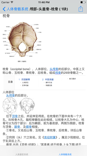 人类器官系统|人体骨骼构造大全(圖5)-速報App