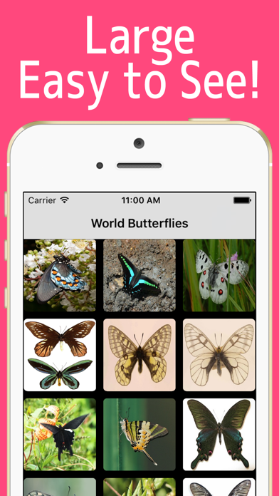 World Butterflies! screenshot 2