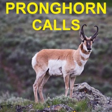 Activities of Pronghorn Hunting Calls & Big Game Calls