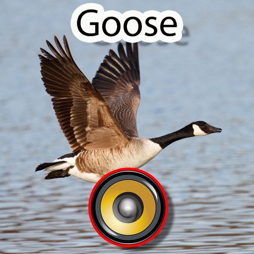 Real Goose Hunting Calls & Sounds Icon