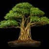 Bonsai Guide-Essential Tips and Crop